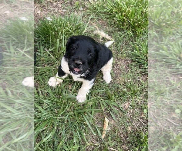 Medium Photo #2 Aussiedoodle Puppy For Sale in TEMPLE, GA, USA