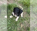 Small #1 Aussiedoodle
