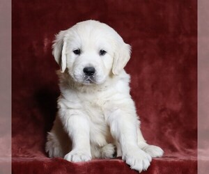 English Cream Golden Retriever Puppy for sale in FREDERICKSBG, OH, USA