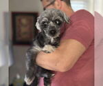 Small #2 Poodle (Miniature) Mix