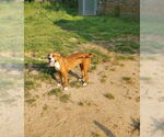 Small #1 American Staffordshire Terrier