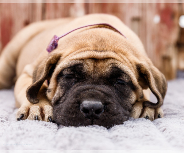 Medium Photo #43 Mastiff Puppy For Sale in WAKARUSA, IN, USA