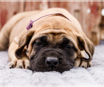 Small Photo #43 Mastiff Puppy For Sale in WAKARUSA, IN, USA