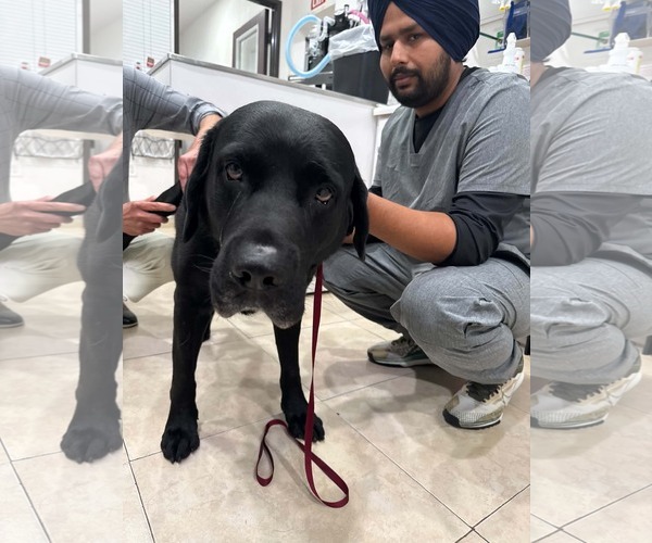 Medium Photo #5 Labrador Retriever-Unknown Mix Puppy For Sale in San Diego, CA, USA