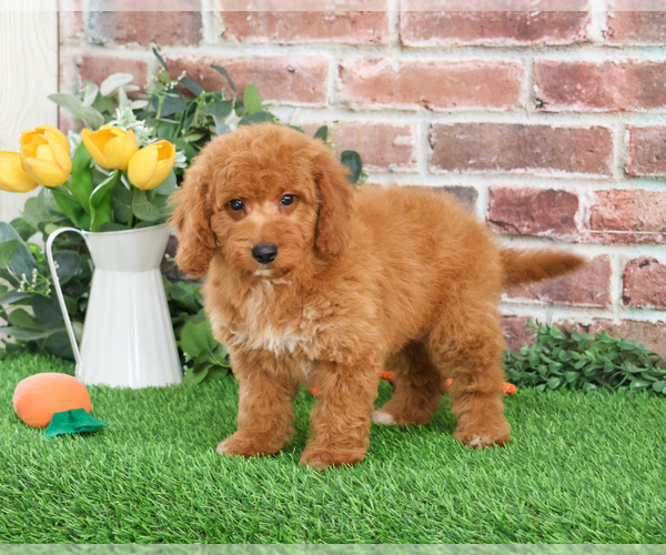 Medium Photo #5 Goldendoodle mix (+ Poodle Miniature) Puppy For Sale in SYRACUSE, IN, USA