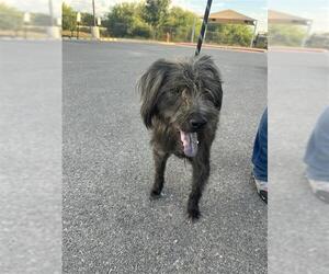 Mutt Dogs for adoption in San Antonio, TX, USA