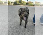 DIESEL - Male Mutt Dog for Adoption - Small photo