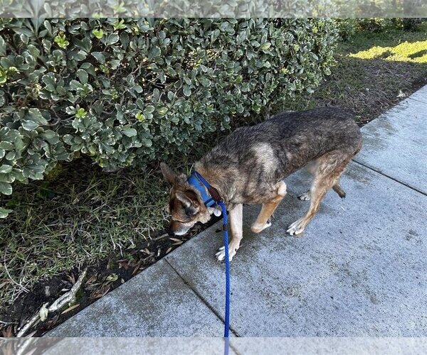 Medium Photo #4 German Shepherd Dog-Unknown Mix Puppy For Sale in  Ramona, CA, USA