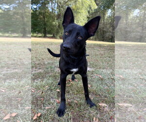 Shepradors Dogs for adoption in Attalka, AL, USA