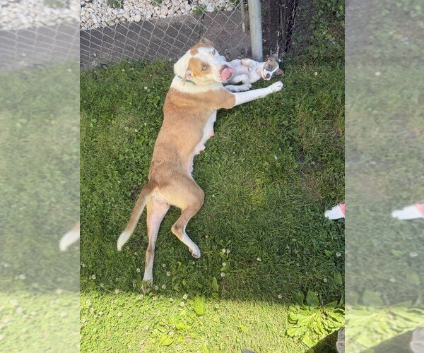 Medium Photo #4 Mutt Puppy For Sale in Wenonah, NJ, USA