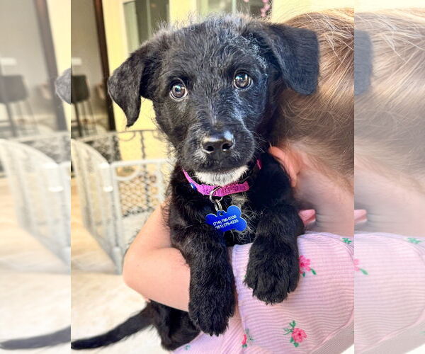 Medium Photo #1 Poodle (Standard)-Unknown Mix Puppy For Sale in Corona, CA, USA