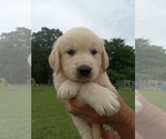 Small Photo #2 Golden Retriever Puppy For Sale in BRYANT, AL, USA