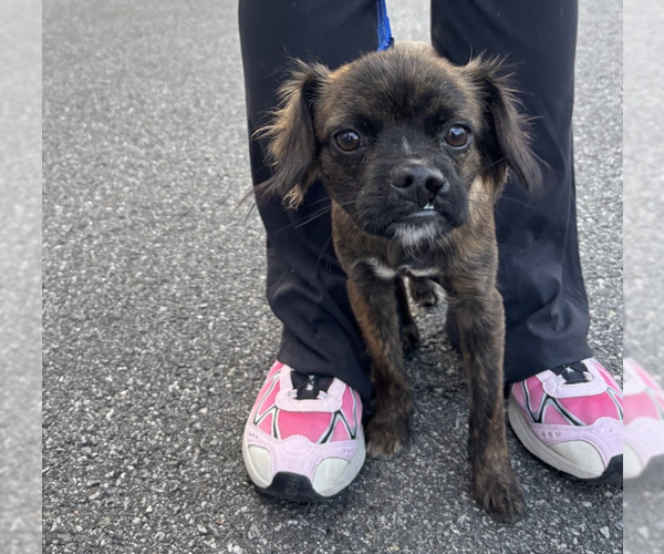 Medium Photo #2 Chug Puppy For Sale in Brooklyn, NY, USA