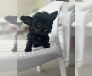 YorkiePoo Puppy for sale in BREMEN, IN, USA