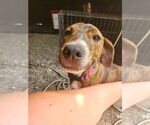 Small #4 Plott Hound Mix