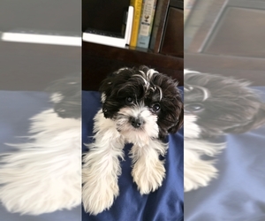 Havapoo Puppy for sale in ORLANDO, FL, USA