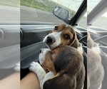 Small #10 Beagle