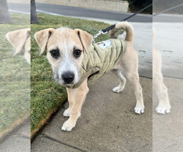 Medium Photo #10 American Staffordshire Terrier-Unknown Mix Puppy For Sale in Corona, CA, USA
