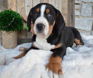 Greater Swiss Mountain Dog Puppy for sale in HONEY BROOK, PA, USA