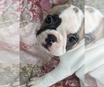 Small Photo #5 French Bulldog Puppy For Sale in LEWISBURG, TN, USA