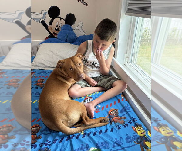 Medium Photo #45 American Pit Bull Terrier-Unknown Mix Puppy For Sale in Brewster, NY, USA