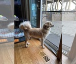 Small #4 Cocker Spaniel