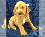 Puppy 5 Labradoodle