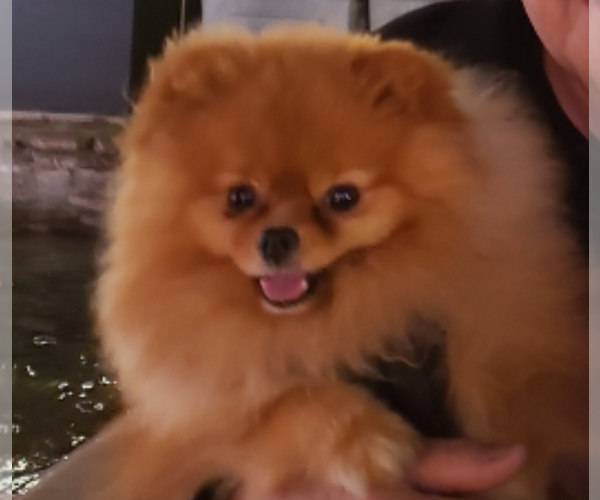 Medium Photo #7 Pomeranian Puppy For Sale in HUNTINGTON BEACH, CA, USA