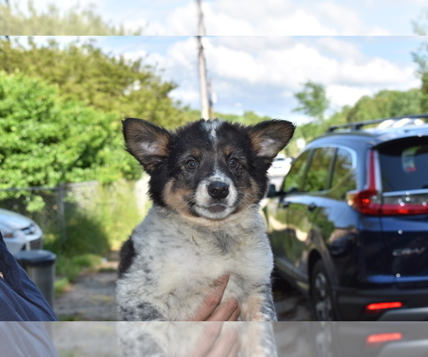 Medium Photo #4 Australian Cattle Dog-Border Collie Mix Puppy For Sale in RIVERDALE, MD, USA