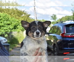 Small Photo #4 Australian Cattle Dog-Border Collie Mix Puppy For Sale in RIVERDALE, MD, USA