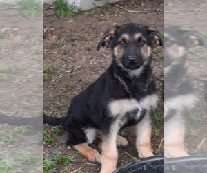 German Shepherd Dog Puppy for sale in SPOTSYLVANIA, VA, USA