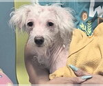 Small #1 Poodle (Miniature) Mix