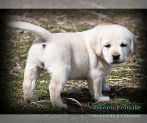 Labrador Retriever Puppy for sale in HAMILTON, MT, USA