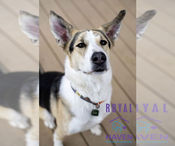 Medium Photo #4 Collie-Unknown Mix Puppy For Sale in Omaha, NE, USA