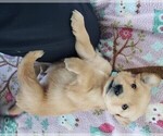 Puppy Puppy 3 Golden Retriever