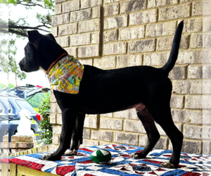 Curly - Male Bulldog-Catahoula Leopard Dog Mix Dog for Adoption - Photo #2