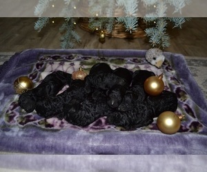 Poodle (Standard) Puppy for Sale in SACRAMENTO, California USA