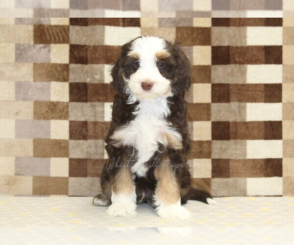 Medium Photo #3 Bernedoodle (Miniature) Puppy For Sale in DENVER, PA, USA