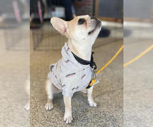 Brussels - Male French Bulldog Dog for Adoption - Photo #9