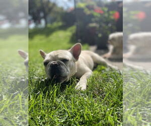 French Bulldog-Unknown Mix Dogs for adoption in Springdale, PA, USA