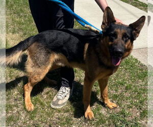 German Shepherd Dog-Unknown Mix Dogs for adoption in Princeton, MN, USA