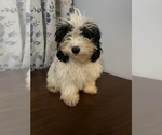 Small #27 Cavapoo-Poodle (Miniature) Mix