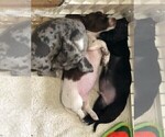 Small Photo #6 Dachshund Puppy For Sale in LAKEBAY, WA, USA
