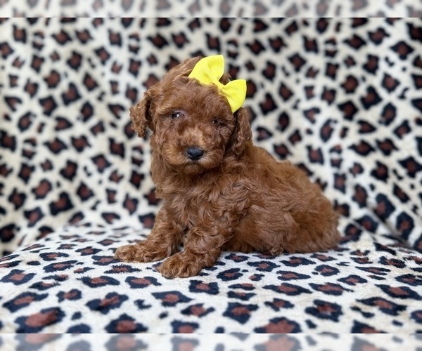 Medium Photo #5 Goldendoodle (Miniature) Puppy For Sale in LAKELAND, FL, USA