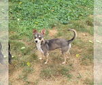 Small #2 Chihuahua Mix