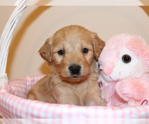 Goldendoodle Puppy for sale in BRIGHTON, MO, USA