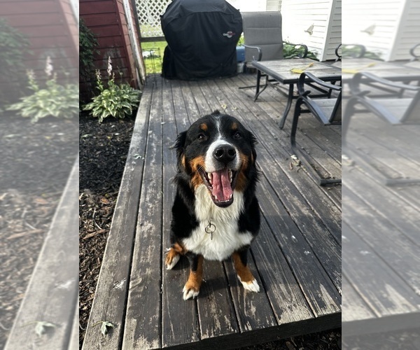 Medium Photo #10 Bernese Mountain Dog Puppy For Sale in MERRILL, MI, USA