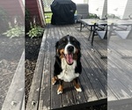 Small #9 Bernese Mountain Dog