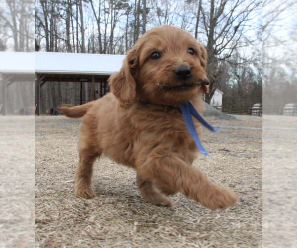 Medium Photo #5 Goldendoodle (Miniature) Puppy For Sale in EFLAND, NC, USA