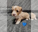 Small #2 Maltipoo (Miniature)